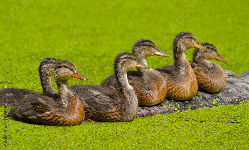 the duckling in green morass