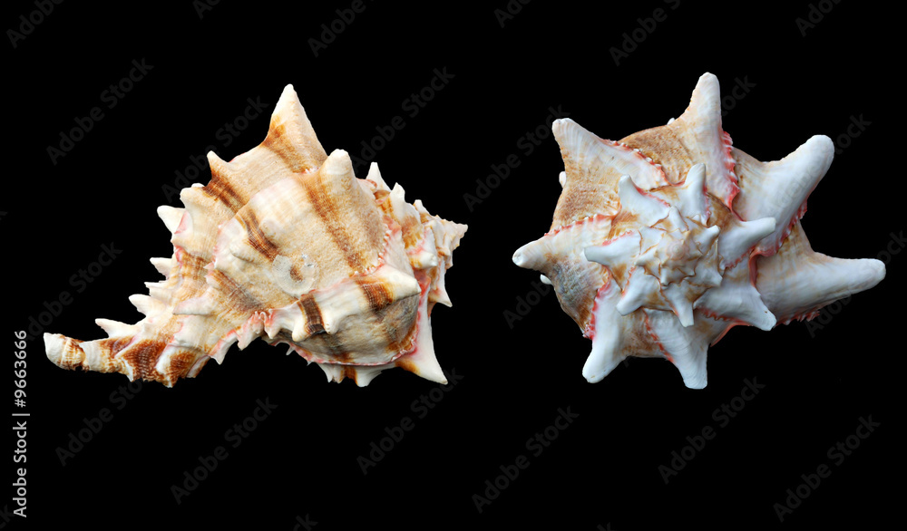 Two images of a seashell isolated on black background Two images of a seashell isolated on black background