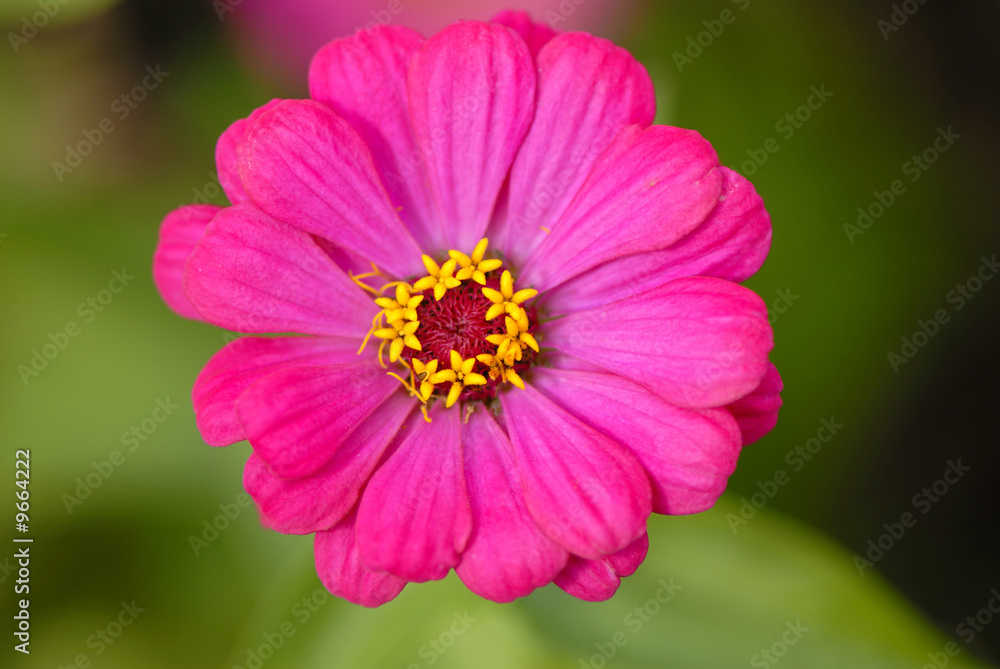 decorative flowers in garden, autumn, close up decorative flowers in garden, autumn, close up