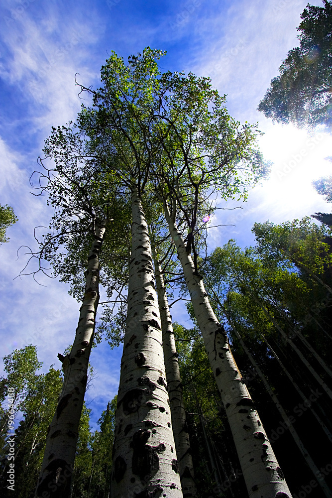 Fototapeta premium Sky with Trees surrounding