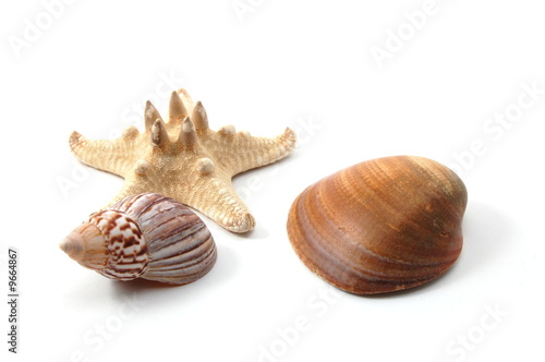 Some shells from the ocean isolated on white background