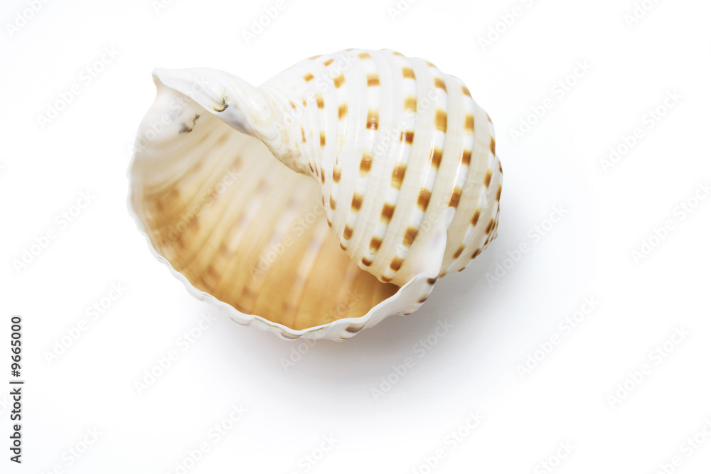 Conch Shell on Isolated White Background