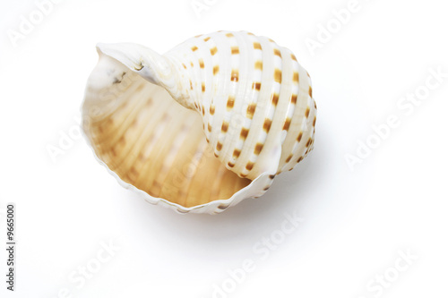 Conch Shell on Isolated White Background