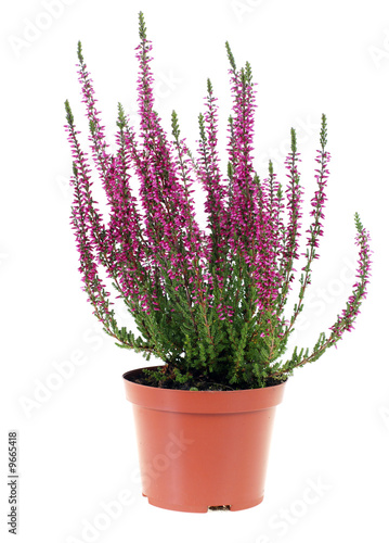 pot of heather in vase isolated on white