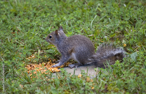 tree squirrel on the grass eating some corn © Guy Sagi