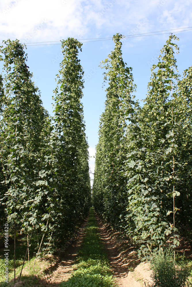 Hopfenanbau Hopfenanbau