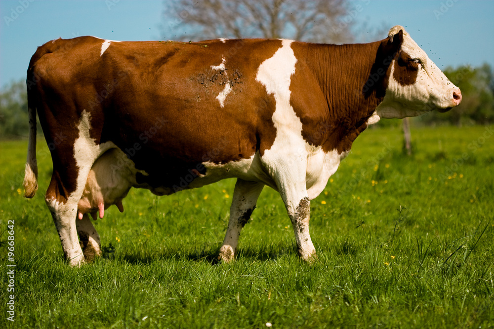 Vache Vache