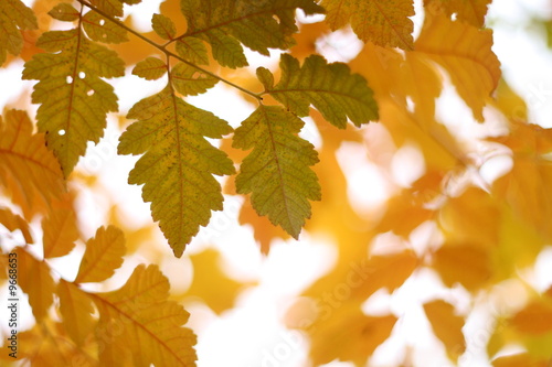 yellow autumn-leaves against bright sky