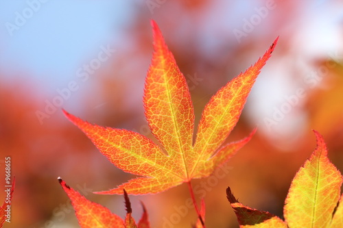 vibrant maple-leaves in autumn colors