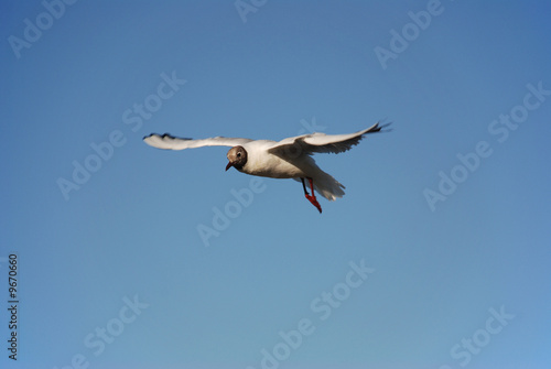 fliegende Lachmöwe