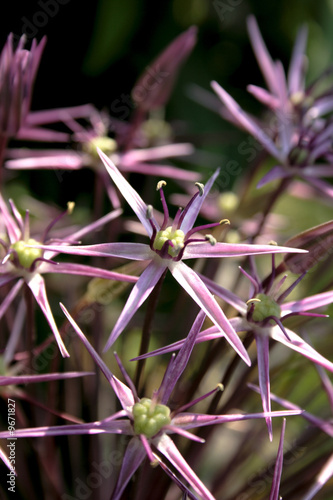 close-up big allium flower in blossom summer time