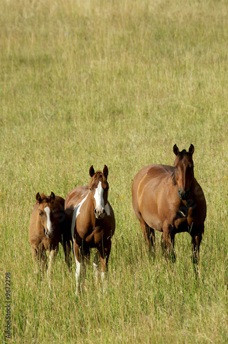 Three horses standing in a field with grass up to their knees