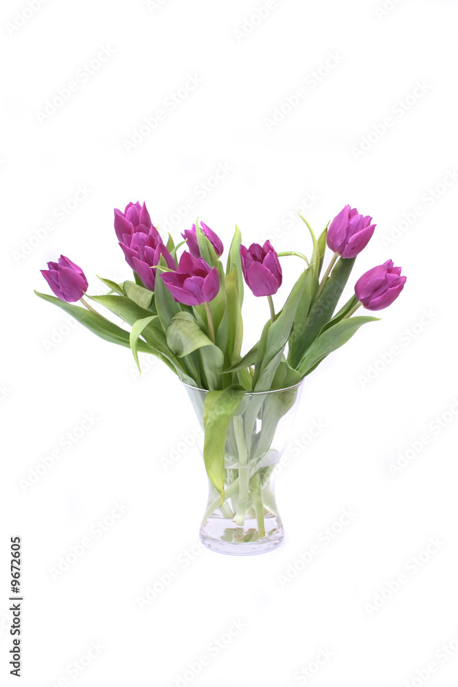 nice violet flowers on the white background