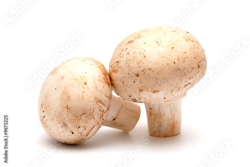 Two mushrooms of a champignon on a light background