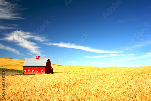Red Barn in the mist of a wheat field