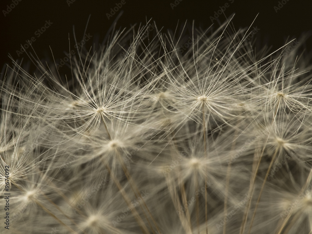 Fototapeta premium Pusteblume