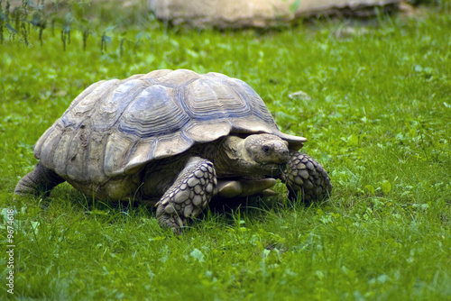 Beautiful turtle eating green grass