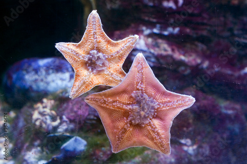 Starfish located on glass of an aquarium