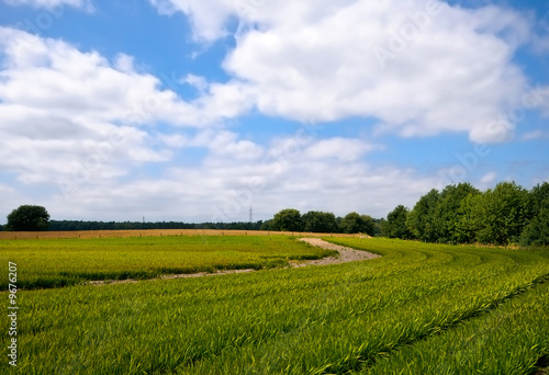 bright green agriculture farmland with cloudy blue sky