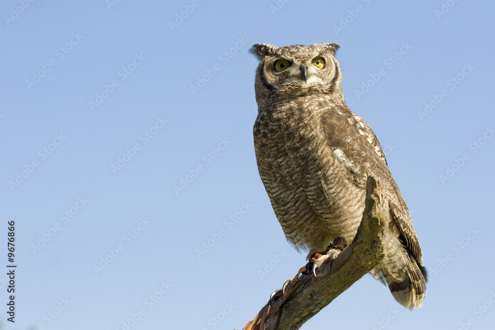 Fototapeta premium reticulated eagle owl over blue sky with copy space
