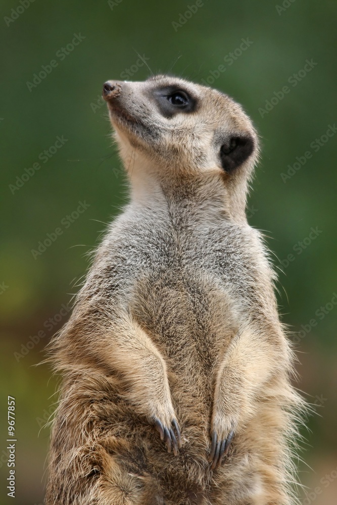 Cute meerkat or suricate on the lookout Cute meerkat or suricate on the lookout