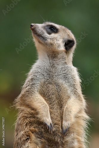 Cute meerkat or suricate on the lookout © Duncan Noakes