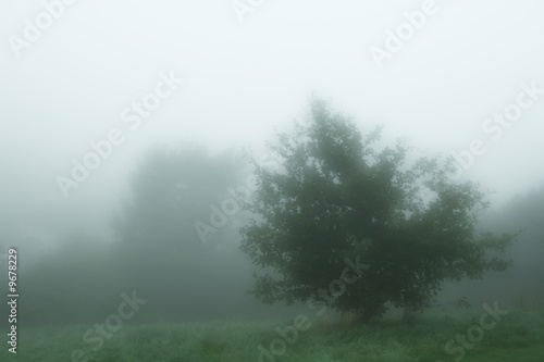 cool myst tree in the morning english fog