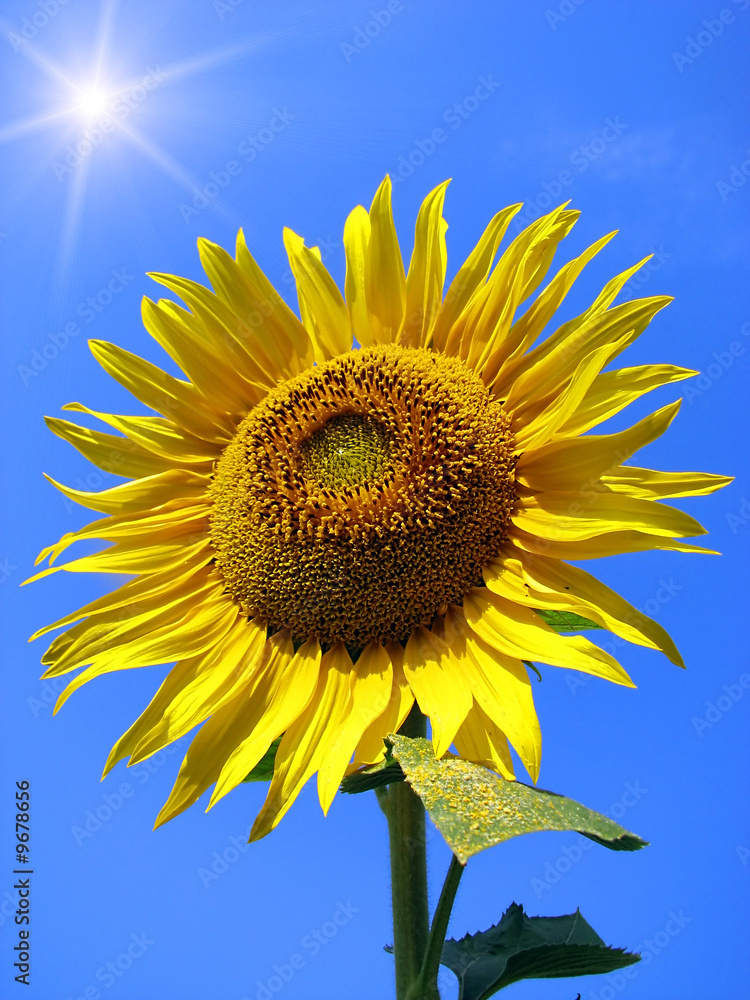 sunflower and blue sky background sunflower and blue sky background