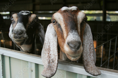 Картината върху платно Curious Goats