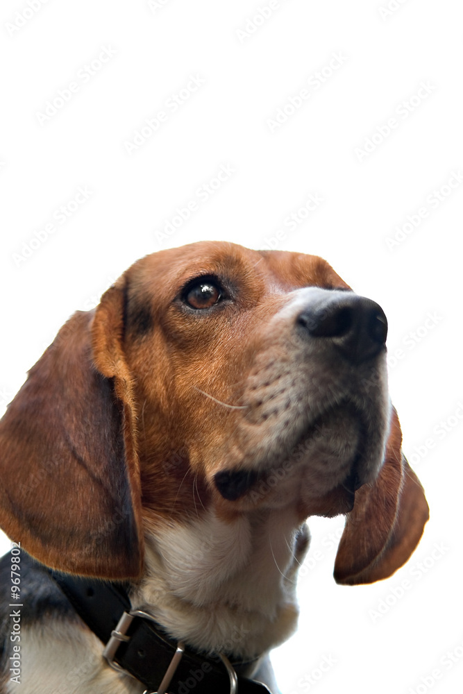 A young beagle dog isolated over white.