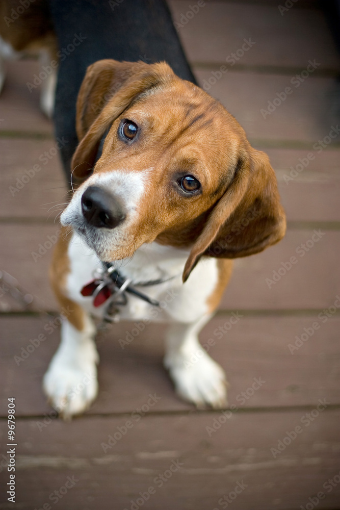 A young beagle dog tilting his head out of curiosity.