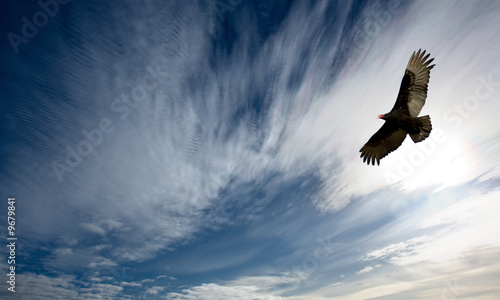 Large Turkey Vulture soars into the distance