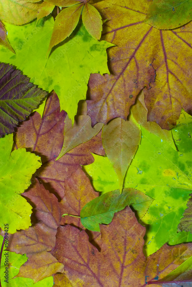A background textures of some leaves in autum colors A background textures of some leaves in autum colors