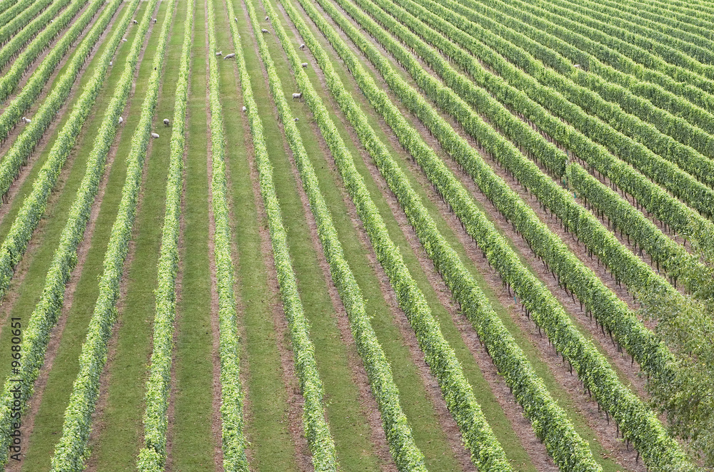 A vineyard in Hawkes Bay Wine country, New Zealand A vineyard in Hawkes Bay Wine country, New Zealand