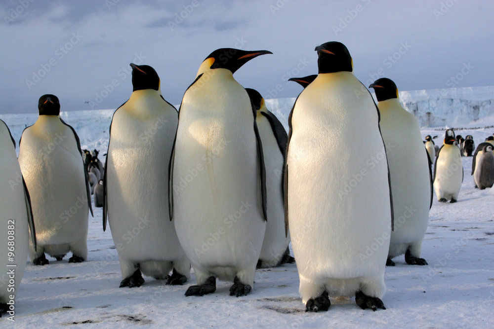 Obraz premium Manchots Empereurs (Emperor penguins) Antarctique