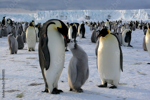 Emperor penguin with chick  Ross sea Antarctic 