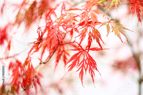 maple leafs in autumn colours