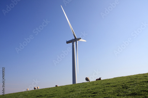 windmill and sheep on a dike