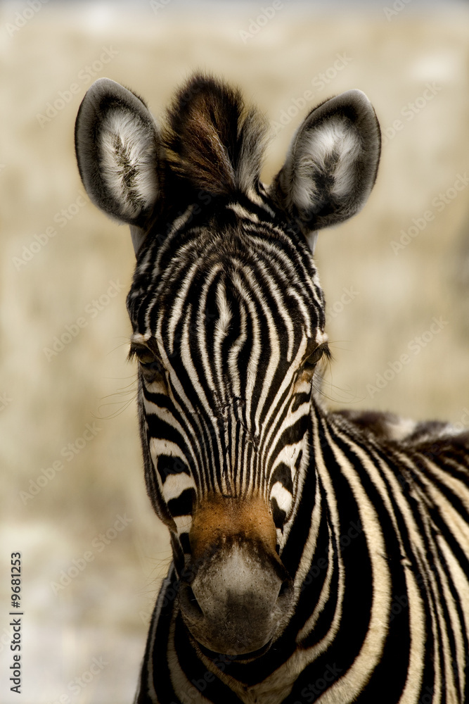 Naklejka premium Zebra HDR