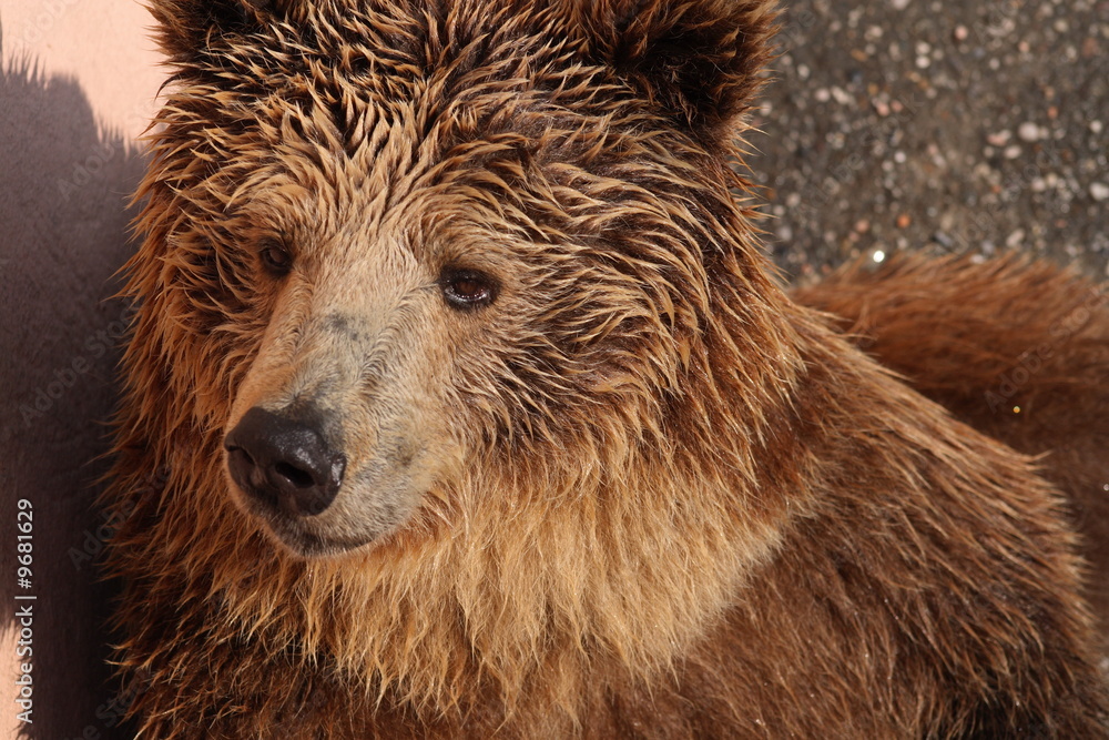 Obraz premium orso bruno