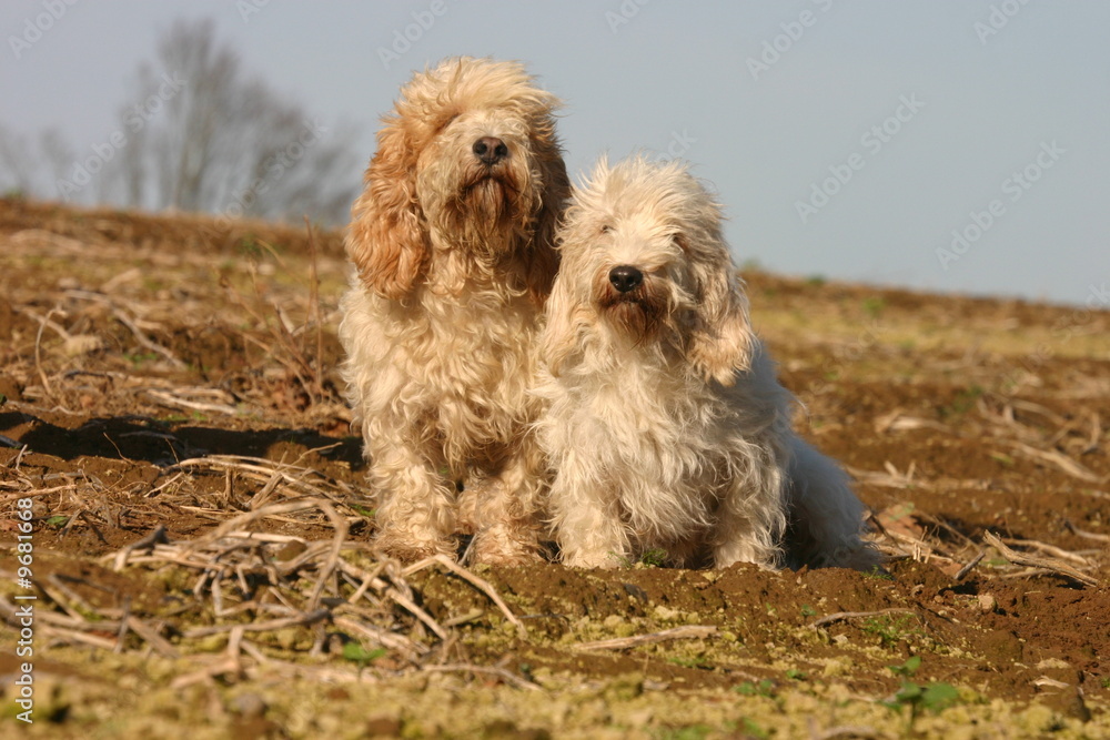 Petits Bassets griffons vendéens à la campagne Petits Bassets griffons vendéens à la campagne