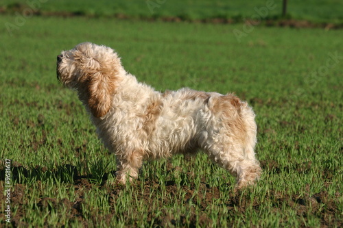 Petits Bassets griffons vendéens à la campagne de profil photo