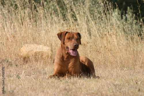 Wallpaper Mural Rhodesian ridgeback couché à la campagne Torontodigital.ca