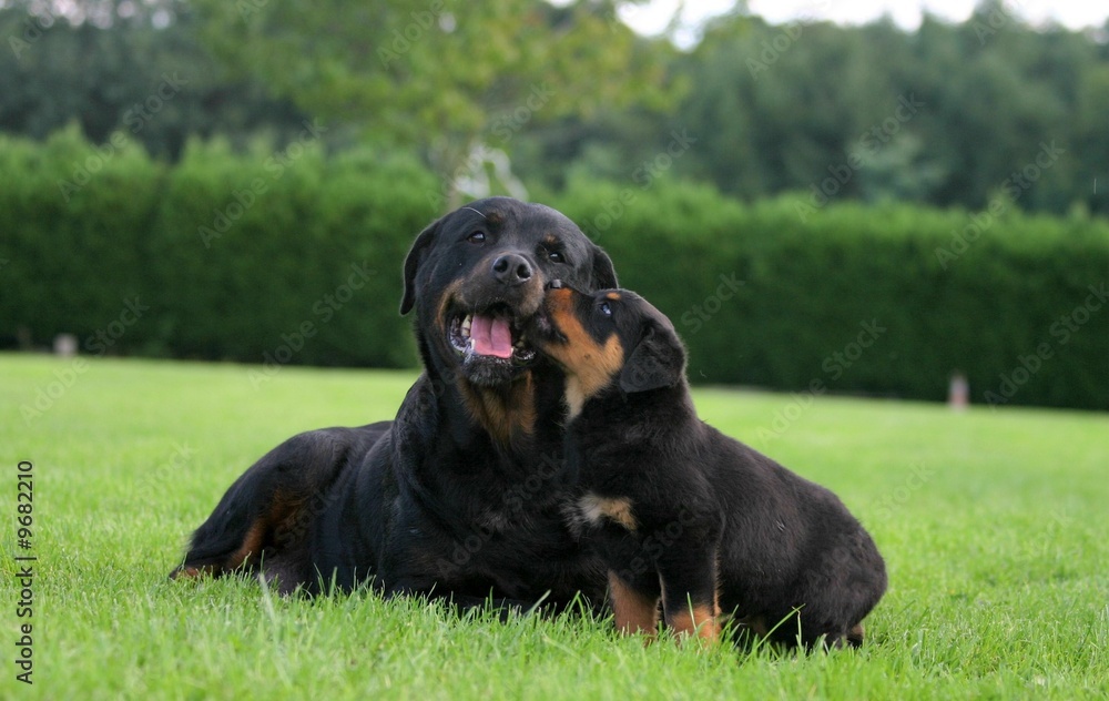 Rottweiler mère et chiot jouant sur la pelouse