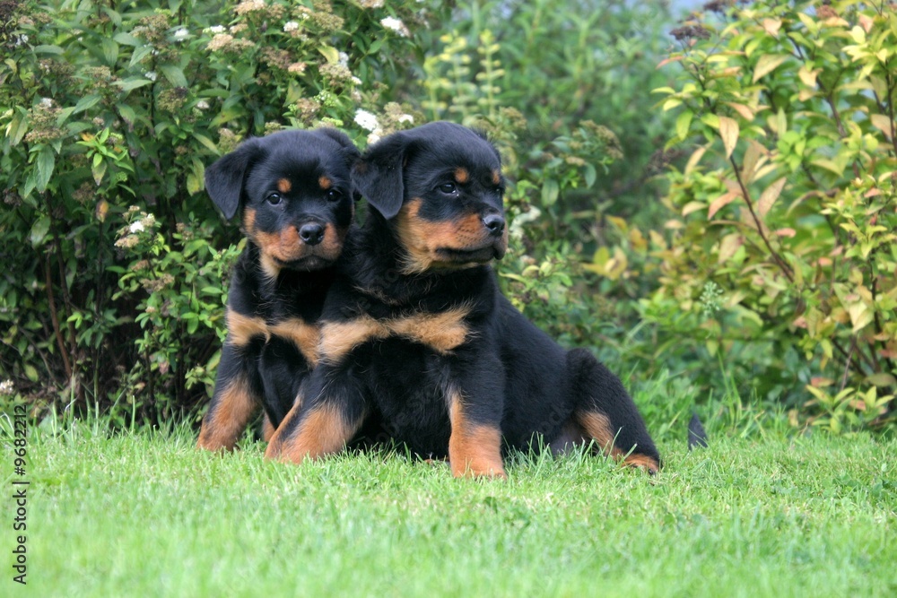 Rottweiler chiots calme duo assis dans un parc Rottweiler chiots calme duo assis dans un parc