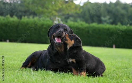 Obraz na płótnie Rottweiler mère et chiot jouant sur la pelouse w salonie
