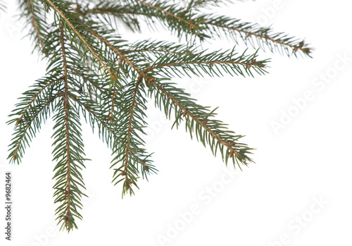 Fir tree branch isolated . Christmas decoration..