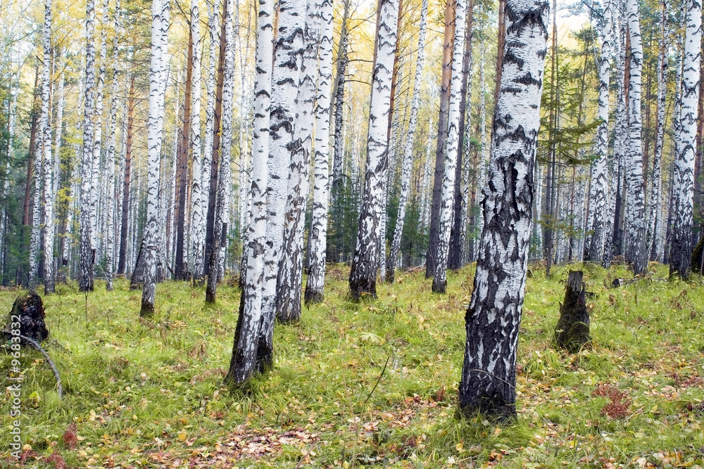 Obraz premium A birchwood in the autumn