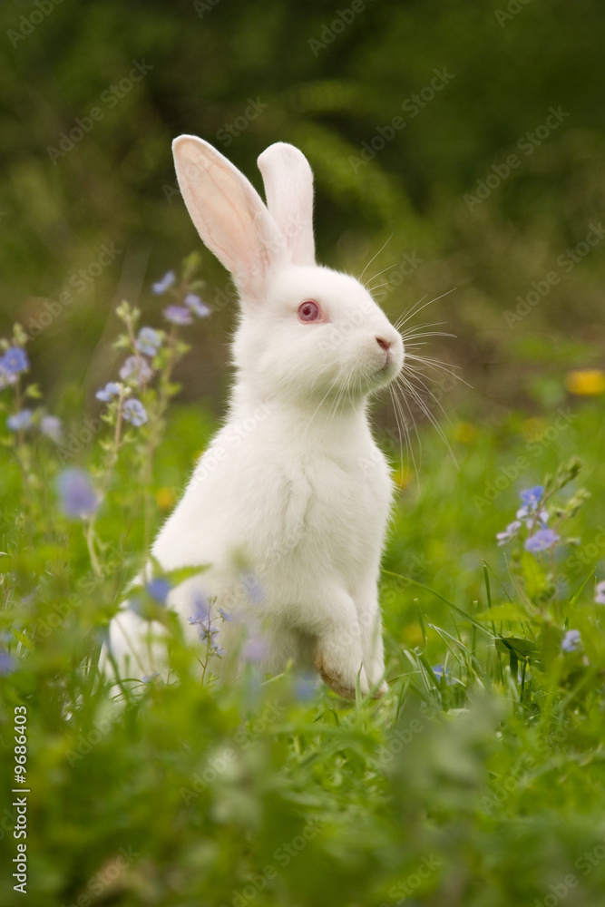 White rabbit