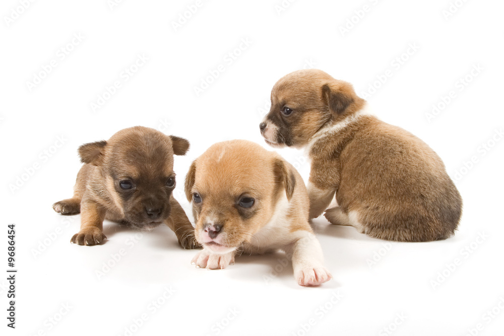 Three puppies on white background Three puppies on white background